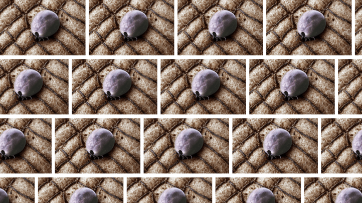 El cambio climático, el avance de la enfermedad de Lyme y Justin Timberlake