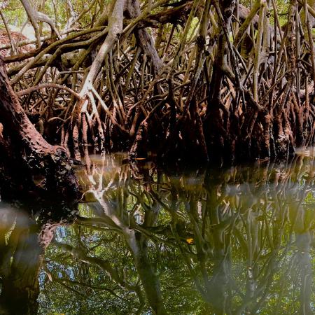 Manglares en Honduras. Foto: Liliana Villatoro