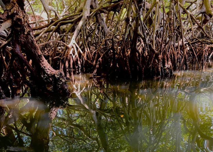 Los mangles: super héroes silenciosos