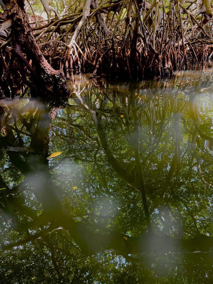 Manglar en Honduras. Foto: Liliana Villatoro